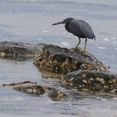 Egretta sacra (Eastern Reef Egret) at Wairo Beach and Dolphin Point - 10 Mar 2018 by Charles Dove