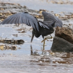 Egretta sacra at Dolphin Point, NSW - 11 Mar 2018 12:00 AM