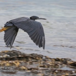 Egretta sacra at Dolphin Point, NSW - 11 Mar 2018 12:00 AM