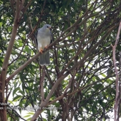 Accipiter novaehollandiae (Grey Goshawk) at Ulladulla - Millards Creek - 10 Mar 2018 by Charles Dove