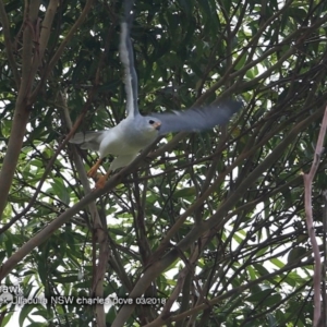 Tachyspiza novaehollandiae at Ulladulla - Millards Creek - 11 Mar 2018