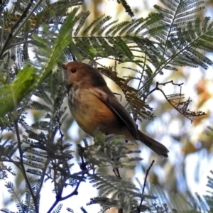 Acanthiza pusilla at Paddys River, ACT - 21 May 2018