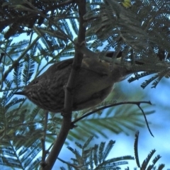 Acanthiza pusilla at Paddys River, ACT - 21 May 2018