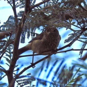 Acanthiza pusilla at Paddys River, ACT - 21 May 2018