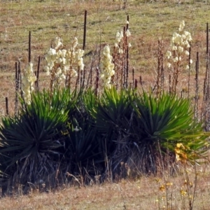 Yucca aloifolia at Paddys River, ACT - 21 May 2018
