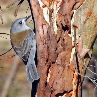 Colluricincla harmonica (Grey Shrikethrush) at Paddys River, ACT - 21 May 2018 by RodDeb