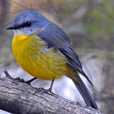 Eopsaltria australis (Eastern Yellow Robin) at Tidbinbilla Nature Reserve - 21 May 2018 by RodDeb