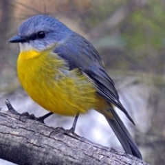 Eopsaltria australis (Eastern Yellow Robin) at Paddys River, ACT - 21 May 2018 by RodDeb
