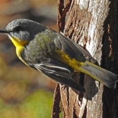 Eopsaltria australis at Paddys River, ACT - 21 May 2018