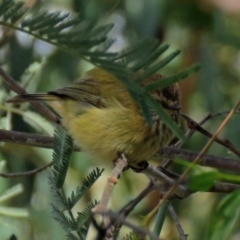 Acanthiza lineata (Striated Thornbill) at Tidbinbilla Nature Reserve - 21 May 2018 by RodDeb