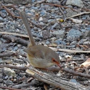 Malurus cyaneus at Paddys River, ACT - 21 May 2018