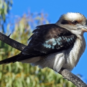 Dacelo novaeguineae at Paddys River, ACT - 21 May 2018