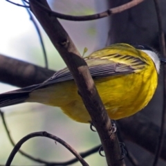 Pachycephala pectoralis (Golden Whistler) at Tidbinbilla Nature Reserve - 21 May 2018 by RodDeb