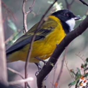 Pachycephala pectoralis at Paddys River, ACT - 21 May 2018