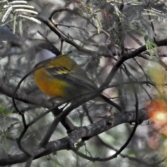 Pachycephala pectoralis at Paddys River, ACT - 21 May 2018