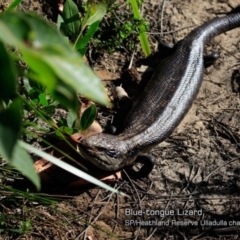 Tiliqua scincoides scincoides (Eastern Blue-tongue) at South Pacific Heathland Reserve WP03 - 26 Mar 2018 by CharlesDove