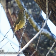 Acanthiza pusilla (Brown Thornbill) at South Pacific Heathland Reserve - 22 Mar 2018 by Charles Dove