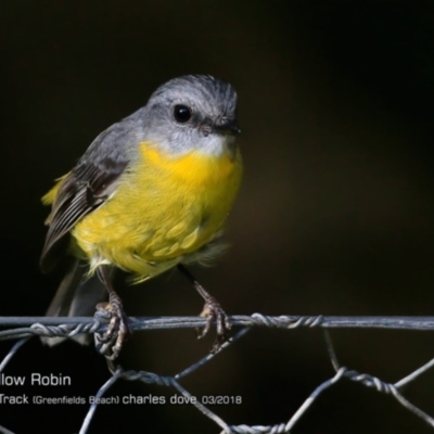 Eopsaltria australis (Eastern Yellow Robin) at Undefined - 17 Mar 2018 by Charles Dove