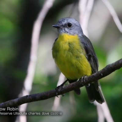 Eopsaltria australis (Eastern Yellow Robin) at South Pacific Heathland Reserve - 24 Mar 2018 by Charles Dove