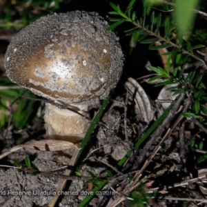 Amanita sp. at Ulladulla, NSW - 26 Mar 2018 12:00 AM