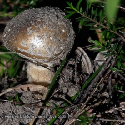 Amanita sp. (Amanita sp.) at South Pacific Heathland Reserve - 25 Mar 2018 by Charles Dove