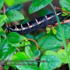 Theretra oldenlandiae (Impatiens Hawk Moth) at Undefined - 29 Mar 2018 by Charles Dove