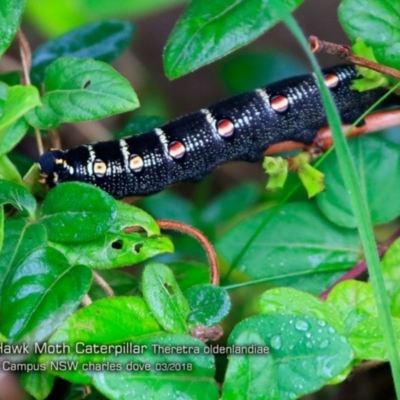 Theretra oldenlandiae (Impatiens Hawk Moth) at Undefined - 30 Mar 2018 by CharlesDove