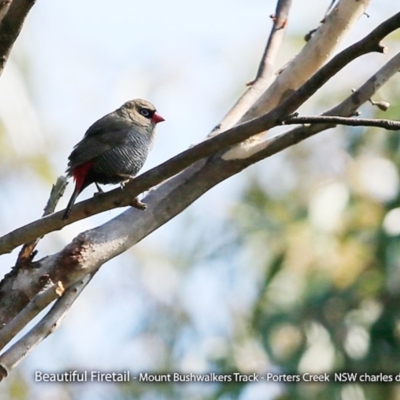 Stagonopleura bella (Beautiful Firetail) at Morton National Park - 27 Sep 2017 by CharlesDove