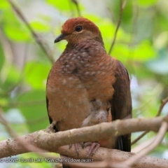 Macropygia phasianella (Brown Cuckoo-dove) at Burrill Lake Aboriginal Cave Walking Track - 27 Sep 2017 by CharlesDove