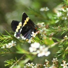 Eutrichopidia latinus (Yellow-banded Day-moth) at Acton, ACT - 13 Feb 2011 by KMcCue