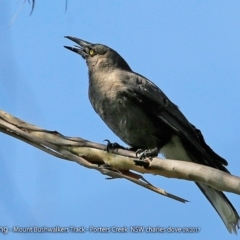 Strepera versicolor (Grey Currawong) at Morton National Park - 27 Sep 2017 by CharlesDove