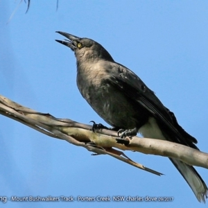 Strepera versicolor at Morton National Park - 27 Sep 2017 12:00 AM