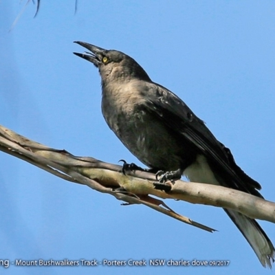 Strepera versicolor (Grey Currawong) at Morton National Park - 27 Sep 2017 by CharlesDove