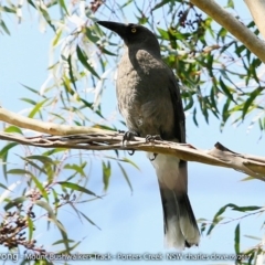 Strepera versicolor at Morton National Park - 27 Sep 2017 12:00 AM