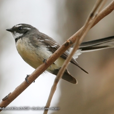 Rhipidura albiscapa (Grey Fantail) at Undefined - 24 Sep 2017 by Charles Dove