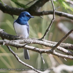 Myiagra rubecula at Manyana Inyadda Drive development area - 26 Sep 2017