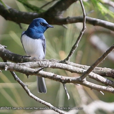 Myiagra rubecula (Leaden Flycatcher) at Manyana Inyadda Drive development area - 26 Sep 2017 by CharlesDove