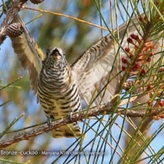 Chrysococcyx lucidus (Shining Bronze-Cuckoo) at Manyana Inyadda Drive development area - 23 Sep 2017 by CharlesDove