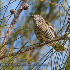 Chrysococcyx lucidus at Manyana Inyadda Drive development area - 24 Sep 2017