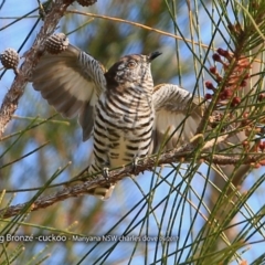 Chrysococcyx lucidus at Manyana Inyadda Drive development area - 24 Sep 2017