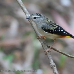 Pardalotus punctatus (Spotted Pardalote) at Meroo National Park - 30 Sep 2017 by CharlesDove