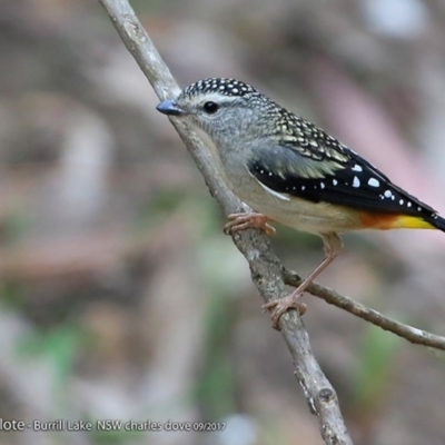 Pardalotus punctatus (Spotted Pardalote) at Meroo National Park - 30 Sep 2017 by CharlesDove