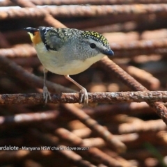 Pardalotus punctatus (Spotted Pardalote) at Manyana Inyadda Drive development area - 28 Sep 2017 by CharlesDove