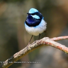 Malurus cyaneus (Superb Fairywren) at Undefined - 30 Sep 2017 by CharlesDove