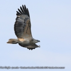 Haliaeetus leucogaster (White-bellied Sea-Eagle) at Undefined - 28 Sep 2017 by Charles Dove