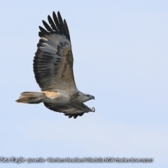 Haliaeetus leucogaster (White-bellied Sea-Eagle) at Undefined - 29 Sep 2017 by CharlesDove