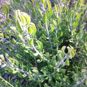 Persoonia rigida at Cooma, NSW - 18 May 2018 10:49 AM