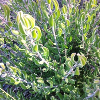 Persoonia rigida (Hairy Geebung) at Cooma, NSW - 18 May 2018 by Katarina