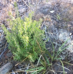 Persoonia rigida at Cooma, NSW - 18 May 2018 10:49 AM