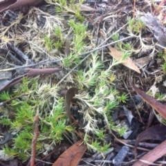 Scleranthus diander (Many-flowered Knawel) at Cooma, NSW - 18 May 2018 by Katarina